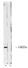 AP05056PU-N - PPP4C