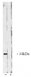 AP05057PU-N - PPP4C