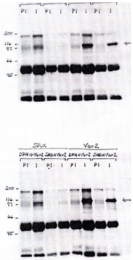 AP05064PU-N - VAV2