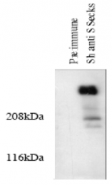AP05065PU-N - AKAP12 / SSeCKS