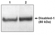 AP05071PU-N - DAB1