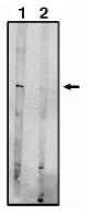 AP05084PU-N - EDG8 / S1P5