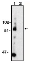 AP05089PU-N - CD156c / ADAM10