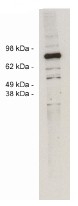AP05261SU-N - SPARC / Osteonectin