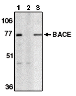 AP05096PU-N - BACE1