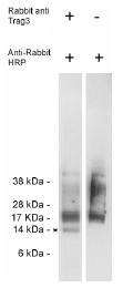AP05264SU-N - CSAG2