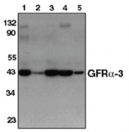 AP05099PU-N - GFRA3 / GDNFR-alpha 3