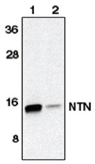 AP05100PU-N - Neurturin