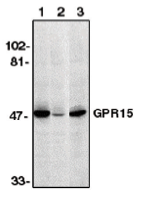AP05105PU-N - GPR15