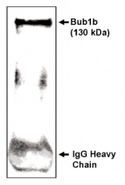 AP05107PU-N - BUB1B