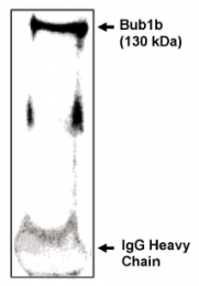 AP05109PU-N - BUB1B