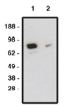 AP05293PU-N - SMO