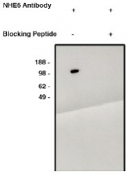 AP05295PU-N - SLC9A6 / NHE6