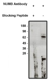AP05298PU-N - NUMB