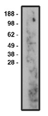 AP05301SU-N - SMPD3