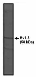 AP05124PU-N - KCNA3