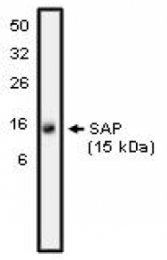 AP05121PU-N - SH2D1A