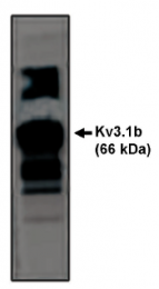 AP05129PU-N - KCNC1