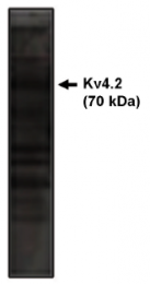 AP05130PU-N - KCND2