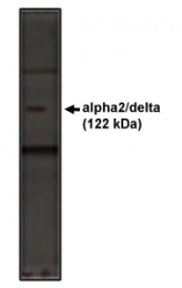 AP05136PU-N - CACNA2D1