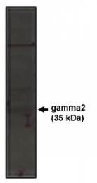 AP05141PU-N - CACNG2