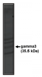 AP05142PU-N - CACNG3