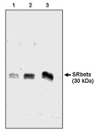 AP05313PU-N - SR-beta