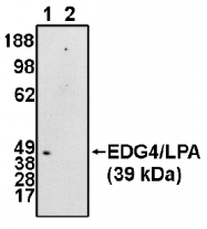 AP05151PU-N - EDG4 / LPAR2