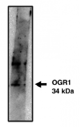 AP05165PU-N - GPR68 / OGR1