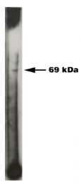 AP05167PU-N - Sphingosine kinase 2 / SPK2