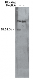 AP05168PU-N - SGPL1
