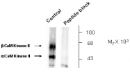AP05181PU-N - CAMK2A