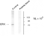 AP05182PU-N - MAPK3 / ERK1