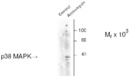 AP05187PU-N - MAP kinase p38