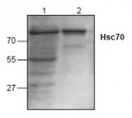 AP00035PU-N - HSPA8 / HSC70