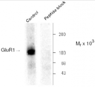 AP05194PU-N - Glutamate receptor 1 / GLUR1