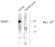 AP05195PU-N - Glutamate receptor 1 / GLUR1