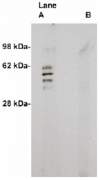 AP05208PU-N - SGMS2