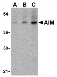AP05216PU-N - CD5L / API6