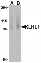 AP05219PU-N - Kelch-like 1 protein
