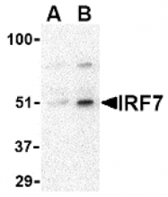 AP05222PU-N - IRF7