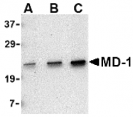AP05223PU-N - LY86 / MD-1