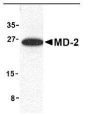 AP05225PU-N - MD-2