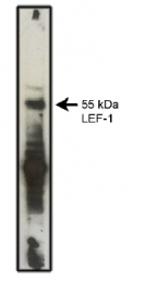AM05260PU-L - LEF1