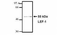 AM05261PU-L - LEF1