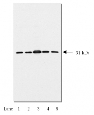AM05264PU-N - 14-3-3 protein theta