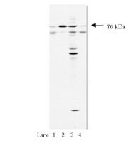 AM05267PU-N - NSF
