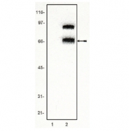 AM05271PU-N - TCF4