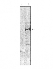 AM05272PU-N - TCF3 / TCF4