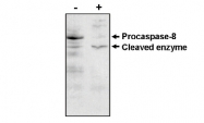 AM05286PU-N - Caspase-8 / FLICE